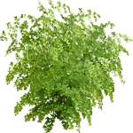 Adiantum