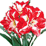 Amarilis