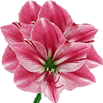 Amarilis