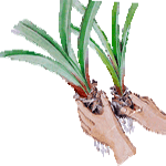 Amarilis