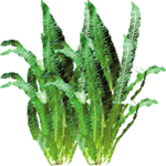 Aponogeton