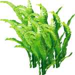 Aponogeton