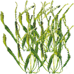 Aponogeton