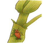 Arizeme