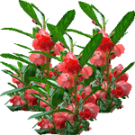 Balzamina