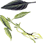 Bazilika