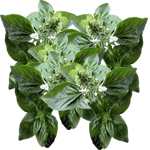 Bazilika