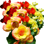 Begonia lorraine