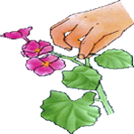 Begonia lorraine