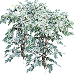 Benjaminovec