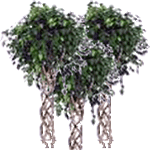 Benjaminovec