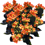 Blossfeldova kalanhoja