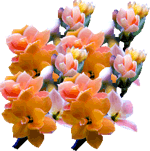 Blossfeldova kalanhoja