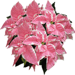 Božičnica