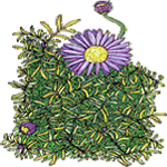 Brachycome