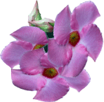 Brazilski jasmin