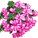 Bršljanasta pelargonija