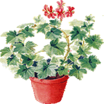 Bršljanasta pelargonija