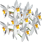 Celogina