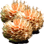 Cikas palma