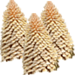 Cikas palma