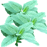 Citronska melisa