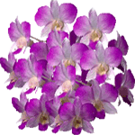Dendrobij