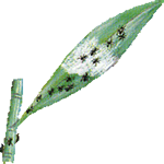 Dendrobij