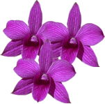 Dendrobij