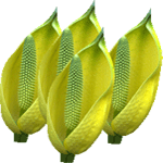 Dihurjevka