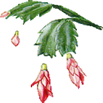 Epifil