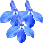 Erinasta lobelija