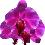 Falenopsis