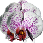 Falenopsis