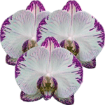 Falenopsis