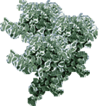 Ficus Pumila