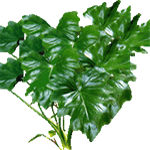 Filodendron