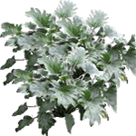 Filodendron