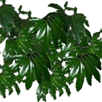 Filodendron
