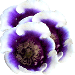 Gloksinija