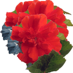 Gomoljasta begonija