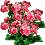 Gomoljasta begonija