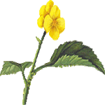 Gomoljasta begonija