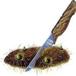 Gomoljasta begonija