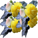 Gomoljasta begonija
