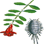 Granatno jabolko