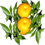 Grenki pomarančevec
