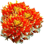 Hibridna dalija