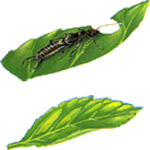 Hibridna dalija
