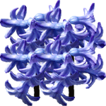 Hijacinta